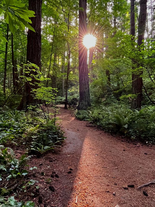 Tall forest of a ravine at Mystic Vale, University of Victoria