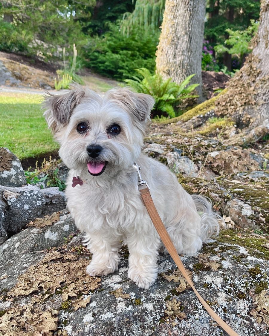 Peach, a Havanese dog, sitting on a rock in a garden